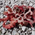 Roter Gitterling (Clathrus ruber). Pilz des Jahres 2011 :)