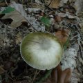 Grüner Knollenblätterpilz oder Grüner Gift-Wulstling (Amanita phalloides), "Death Cap" - Todeshaube. :ups: Der Grüne Knollenblätterpilz ist für rund 90 Prozent der Pilzvergiftungen mit Todesfolge verantwortlich. Geschmacksproben unbedingt unterlassen ! :ups: