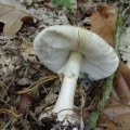 Grüner Knollenblätterpilz oder Grüner Gift-Wulstling (Amanita phalloides), "Death Cap" - Todeshaube. :ups: Der Grüne Knollenblätterpilz ist für rund 90 Prozent der Pilzvergiftungen mit Todesfolge verantwortlich. Geschmacksproben unbedingt unterlassen ! :ups: