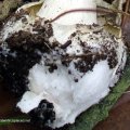 Grüner Knollenblätterpilz oder Grüner Gift-Wulstling (Amanita phalloides), "Death Cap" - Todeshaube. :ups: Der Grüne Knollenblätterpilz ist für rund 90 Prozent der Pilzvergiftungen mit Todesfolge verantwortlich. Geschmacksproben unbedingt unterlassen ! :ups: