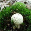 junger Gelber Knollenblätterpilz (Amanita citrina), giftig :ups: