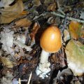 Rotbrauner oder Fuchsiger Scheidenstreifling (Amanita fulva), in
rohem Zustand giftig! Gut gekocht essbar, als Speisepilz im Allgemeinen von geringem Wert.