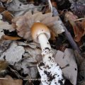 Rotbrauner oder Fuchsiger Scheidenstreifling (Amanita fulva), in
rohem Zustand giftig! Gut gekocht essbar, als Speisepilz im Allgemeinen von geringem Wert.