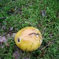 Narzissengelber Wulstling (Amanita gemmata), auch Gelber Fliegenpilz - giftig! :ups: