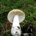 Narzissengelber Wulstling (Amanita gemmata), auch Gelber Fliegenpilz - giftig! :ups: