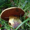 Netzstielieger Hexenröhrling (Boletus luridus) roh giftig, gut gekocht normalerweise essbar, in Verbindung mit Alkohol giftig !