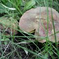 Netzstielieger Hexenröhrling (Boletus luridus) roh giftig, gut gekocht normalerweise essbar, in Verbindung mit Alkohol giftig !