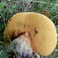 Netzstielieger Hexenröhrling (Boletus luridus) roh giftig, gut gekocht normalerweise essbar, in Verbindung mit Alkohol giftig !