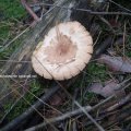 Habichtspilz, Habichts-Stacheling oder Rehpilz (Sarcodon imbricatus); junge Pilze essbar, ältere Exemplare schmecken bitter. Im rohen oder ungenügend erhitzten Zustand unbekömmlich und sollte deshalb immer ausreichend gegart werden. Pilz des Jahres 1996