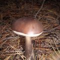 Birkenpilz, Birkenröhrling, Kapuziner oder Geisspilz (Leccinum scabrum, syn. Boletus scaber od. Krombholzia scabra), essbar