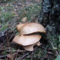 Kuh-Röhrling (Suillus bovinus), essbar