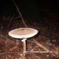 Parasol (Macrolepiota procera), oder Riesenschirmpilz, Hut essbar, Stiel zäh