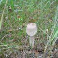 Parasol (Macrolepiota procera), oder Riesenschirmpilz, Hut essbar, Stiel zäh