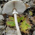 Parasol (Macrolepiota procera), oder Riesenschirmpilz, Hut essbar, Stiel zäh