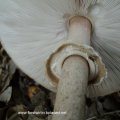 Parasol (Macrolepiota procera), oder Riesenschirmpilz, Hut essbar, Stiel zäh, Ring leicht verschiebbar und nicht angewachsen