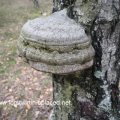 Zunderschwamm (Fomes fomentarius)