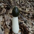 Gemeiner Stinkmorchel (Phallus impudicus), Hexenei (Jugendform) essbar