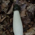 Gemeiner Stinkmorchel (Phallus impudicus), Hexenei (Jugendform) essbar, der Pilz läßt sich leicht aus dem geöffneten "Ei" entnehmen