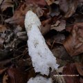 alter Gemeiner Stinkmorchel (Phallus impudicus), Hexenei (Jugendform) essbar