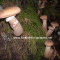 Dunkler Hallimasch (Armillaria ostoyae bzw Armillaria solidipes), roh und schlecht gegart giftig :ups: