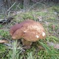 Gemeiner Steinpilz (Boletus edulis), essbar