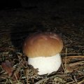 Gemeiner Steinpilz (Boletus edulis), essbar