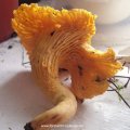 Pfifferling oder Eierschwamm (Cantharellus cibarius), Unterseite mit Lamellen, essbar