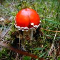 roter Fliegenpilz (Amanita muscaria var. muscaria), giftig :ups: