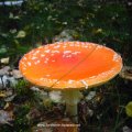 roter Fliegenpilz (Amanita muscaria var. muscaria), giftig :ups: