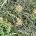 Korallenpilze (Ramaria) am Fuß einer Robinie im Juli

Wegen der großen Verwechslungsgefahr essbarer mit giftigen Arten sollten die Pilze besser nicht geeammelt werden.