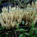 Korallenpilze (Ramaria) am Fuß einer Robinie im Juli