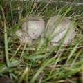 Grauer Tintling (Coprinus atramentarius), jung essbar,  in Verbindung mit Alkohol giftig! Giftwirkung kann mehrere Tage anhalten.