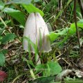 Faltentintling (Coprinus atramentarius syn.:Coprinopsis atramentaria), auch Grauer Faltentintling

Jung essbar, in Verbindung mit Alkohol giftig! Giftwirkung kann mehrere Tage anhalten.