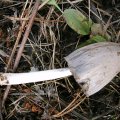 Grauer Tintling (Coprinus atramentarius), jung essbar, in Verbindung mit Alkohol giftig! Giftwirkung kann mehrere Tage anhalten.