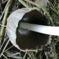 Grauer Tintling (Coprinus atramentarius), jung essbar, in Verbindung mit Alkohol giftig! Giftwirkung kann mehrere Tage anhalten.