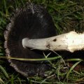 alter Grauer Tintling (Coprinus atramentarius)