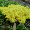 Gelbe Lohblüte oder Hexenbutter (Fuligo septica), auch "Scrambled egg slime" - Schleimiges Rührei, "Dog vomit slime" - Hundekotze - "Flower of tan" - Gerberblüte, "Flower of sulphur" - Schwefelblüte oder "caca de luna" - "Mondkacke". Diese Schleimpilze werden in manchen Ländern gegrillt oder gebraten wie Rührei gegessen.