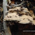 Flacher Lackporling (Ganoderma applanatum, syn. Ganoderma lipsiense) mit Zitzengalle der Zitzengallenfliege (Agathomyia wankowiczi)