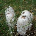 Schopftintling (Coprinus comatus), auch Spargelpilz, Porzellantintling oder Tintenpilz. Jung – der Hut noch nicht ausgebreitet und die Lamellen noch weiß oder rosig – guter Speisepilz. In Verbindung mit Alkohol kann der Schopftintling eine schwach giftige Wirkung haben.