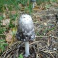 Schopftintling (Coprinus comatus), bereits gealtert und ungenießbar.