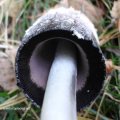 Schopftintling (Coprinus comatus), bereits gealtert und ungenießbar. Lamellen sondern tintenartige Flüssigkeit ab, um Sporen zu verbreiten.