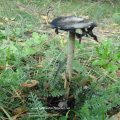 Schopftintling (Coprinus comatus), alt und ungenießbar.