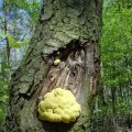 junger Schwefelporling (Laetiporus sulfureus), 27. April

Braunfäuleerzeuger, der bevorzugt an Laubbäumen, seltener an Nadelbäumen zu finden ist. Erst wird das Kernholz. später auch das Splintholz befallen.