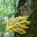 Schwefelporling (Laetiporus sulfureus), 30. April