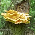 Schwefelporling (Laetiporus sulfureus), erste Gebänderte Porling-Schwarzkäfer (Diaperis Boleti) befallen den Pilz, 5. Mai