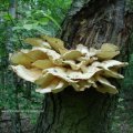 Schwefelporling (Laetiporus sulfureus), eine große Population Gebänderter Porling-Schwarzkäfer (Diaperis Boleti) und Fliegen ernähren sich an den Poren, 10. Mai