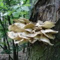 Schwefelporling (Laetiporus sulfureus), nur noch einzelne Gebänderter Porling-Schwarzkäfer (Diaperis Boleti) und wenige Fliegen am Pilz, 23. Mai