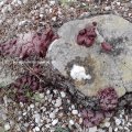 Fadenstäubchen (Stemonitis spec.) 

Stemonitidae sind Schleimpilze (Eumycetozoa), Familie Myxogastria

binnen kürzester Zeit wird das zunächst weiße kugelförmige Aphanoplasmodium keulenförmig und rosaviolett, dann ins bräunliche übergehend, im Absterben schwarz (Fundort Spanien)