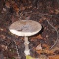 Pantherpilz (Amanita pantherina), giftig :ups: