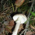 Grauer Wulstling (Amanita excelsa) Synonym Eingesenkter Wulstling (Amanita spissa)